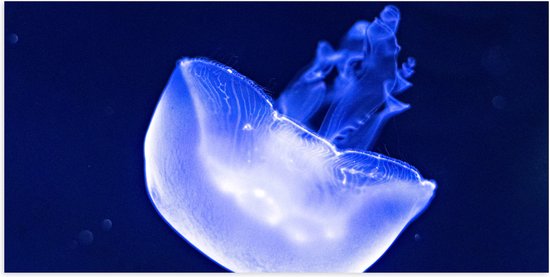 Poster (Mat) - Neon Blauwe Kwal in Donkerblauwe Oceaan - 100x50 cm Foto op Posterpapier met een Matte look