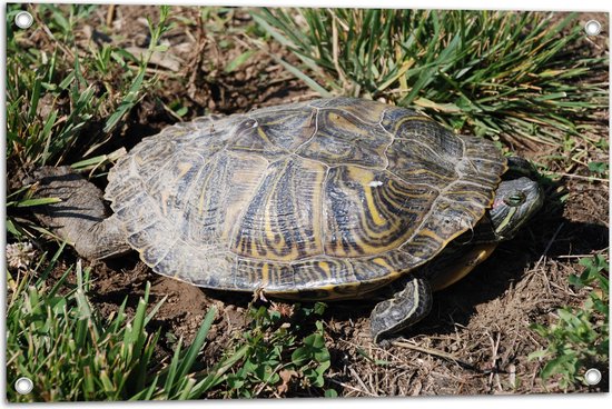 Tuinposter – Schildpad bij het Gras in het Zand - 75x50 cm Foto op Tuinposter (wanddecoratie voor buiten en binnen)