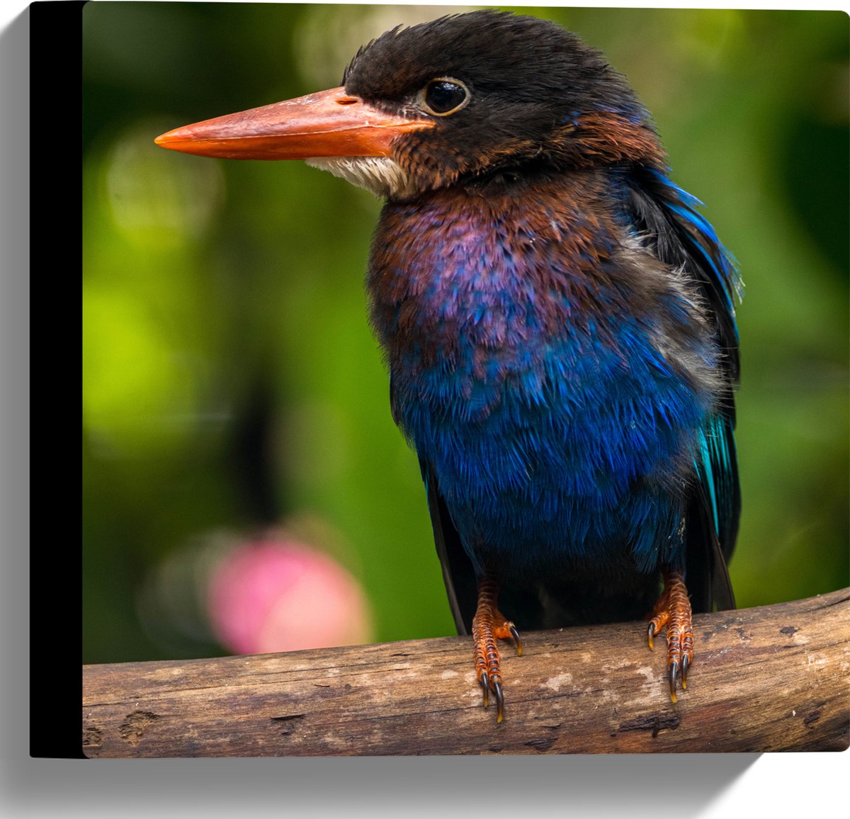 Canvas - IJsvogel met Blauwe en Paarse Borst Zittend op Boomstam - 30x30 cm Foto op Canvas