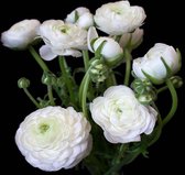 Fotobehang - Vlies Behang - Boeket Witte Bloemen op een Zwarte Achtergrond - 254 x 184 cm