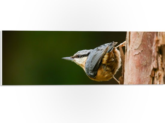 PVC Schuimplaat- Opzijkijkende Boomklever Vogel in het Grijs - 60x20 cm Foto op PVC Schuimplaat