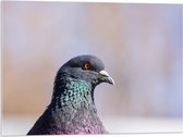Acrylglas - Kop van Opzijkijkende Stadsduif - 80x60 cm Foto op Acrylglas (Met Ophangsysteem)