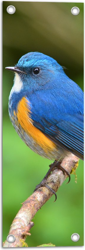 Tuinposter – Blauwe Vogel met Oranje Borstje op Dunne Tak - 20x60 cm Foto op Tuinposter (wanddecoratie voor buiten en binnen)