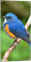 Tuinposter – Blauwe Vogel met Oranje Borstje op Dunne Tak - 50x100 cm Foto op Tuinposter (wanddecoratie voor buiten en binnen)