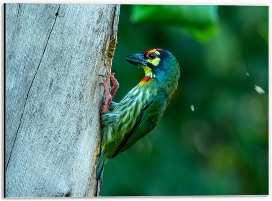 Dibond - Groene Kopersmid Vogel tegen Boomstam in de Groene Natuur - 40x30 cm Foto op Aluminium (Met Ophangsysteem)