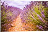 WallClassics - Acrylglas - Stenen Pad in Lavendel Veld - 105x70 cm Foto op Acrylglas (Wanddecoratie op Acrylaat)