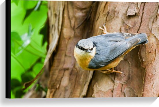 Canvas - Grijze Boomklever Vogel op Boomstam naast Groen Blad - 60x40 cm Foto op Canvas Schilderij (Wanddecoratie op Canvas)