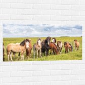 Muursticker - Kudde IJslander Paarden in Groene Wei onder Schapenwolken - 100x50 cm Foto op Muursticker