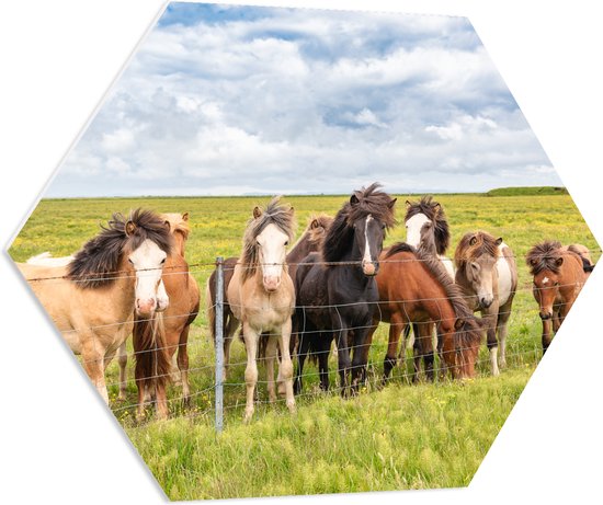 PVC Schuimplaat Hexagon - Kudde IJslander Paarden in Groene Wei onder  Schapenwolken -... | bol