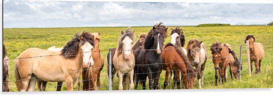 Dibond - Kudde IJslander Paarden in Groene Wei onder Schapenwolken - 120x40 cm Foto op Aluminium (Met Ophangsysteem)