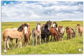 Tuinposter – Kudde IJslander Paarden in Groene Wei onder Schapenwolken - 60x40 cm Foto op Tuinposter (wanddecoratie voor buiten en binnen)