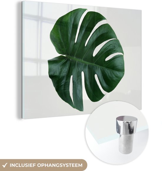 Glasschilderij - Een groene botanische gatenplant - Acrylaat Schilderijen - Foto op Glas