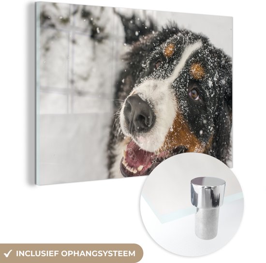 Un Berner sous la neige Plexiglas 120x80 cm - Tirage photo sur Glas (décoration murale plexiglas)