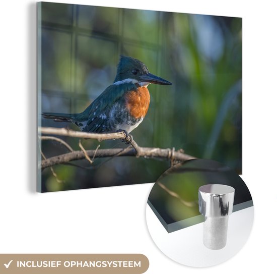 MuchoWow® Glasschilderij 60x40 cm - Schilderij glas - Een oranje met blauw gekleurde kookaburra - Foto op acrylglas - Schilderijen