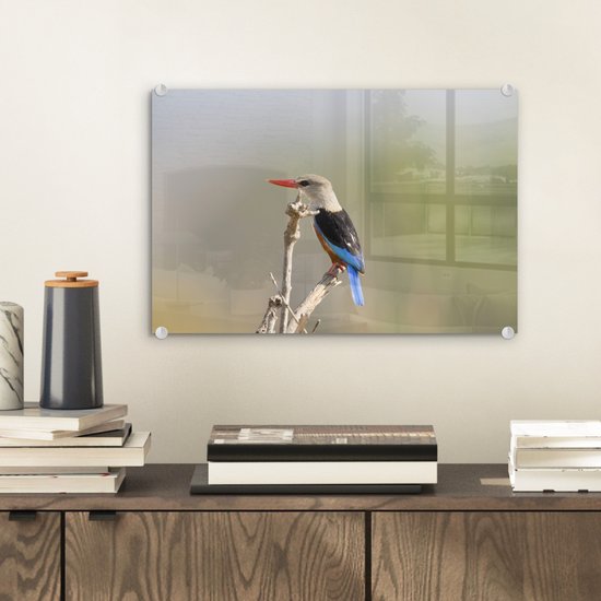 ® Glasschilderij 30x20 cm - Schilderij acrylglas - Grijskopijsvogel klimt naar de top van een tak - Foto op glas - Muurdecoratie woonkamer - Wanddecoratie slaapkamer - Schilderijen