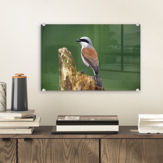 Pie-grièche à dos rouge aux couleurs fascinantes Plexiglas 30x20 cm - petit - Tirage photo sur Glas (décoration murale en plexiglas)