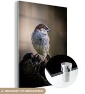 Gros plan d'un petit et coloré moineau domestique Plexiglas 30x40 cm - petit - Tirage photo sur Glas (décoration murale plexiglas)