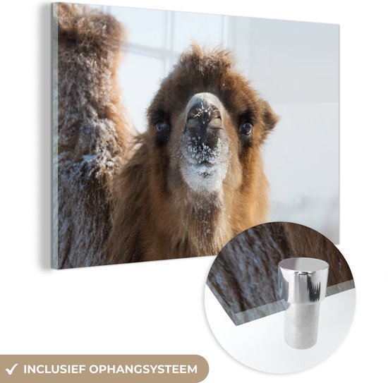 MuchoWow® Glasschilderij 150x100 cm - Schilderij acrylglas - Close-up kameel in sneeuw Mongolië - Foto op glas - Schilderijen