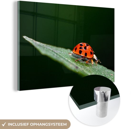 Glasschilderij - Macrofoto van een liebeheersbeestje - Plexiglas Schilderijen