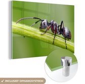 MuchoWow® Glasschilderij 30x20 cm - Schilderij acrylglas - Close-up mier op stengel - Foto op glas - Schilderijen