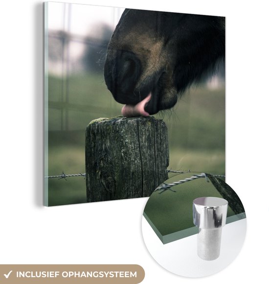 MuchoWow® Glasschilderij 20x20 cm - Schilderij acrylglas - Paard - Paal - Tong - Foto op glas - Schilderijen