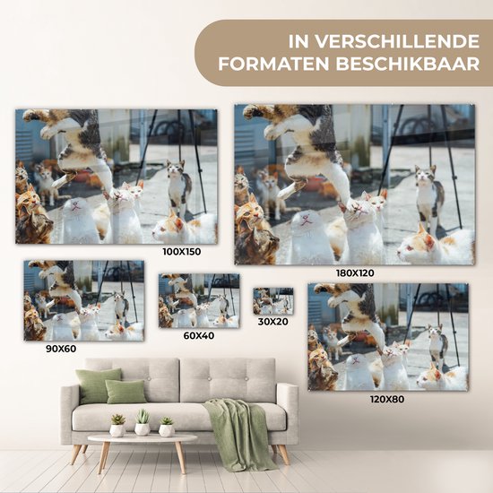® Glasschilderij 180x120 cm - Schilderij acrylglas - Komische kat die over andere katten heen springt - Foto op glas - Muurdecoratie woonkamer - Wanddecoratie slaapkamer - Schilderijen