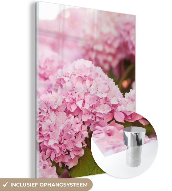 Hortensia | alle tips en informatie