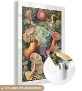 MuchoWow® Glasschilderij 30x40 cm - Schilderij acrylglas - Ernst Haeckel - Anemoon - Retro - Natuur - Planten - Zee - Foto op glas - Schilderijen