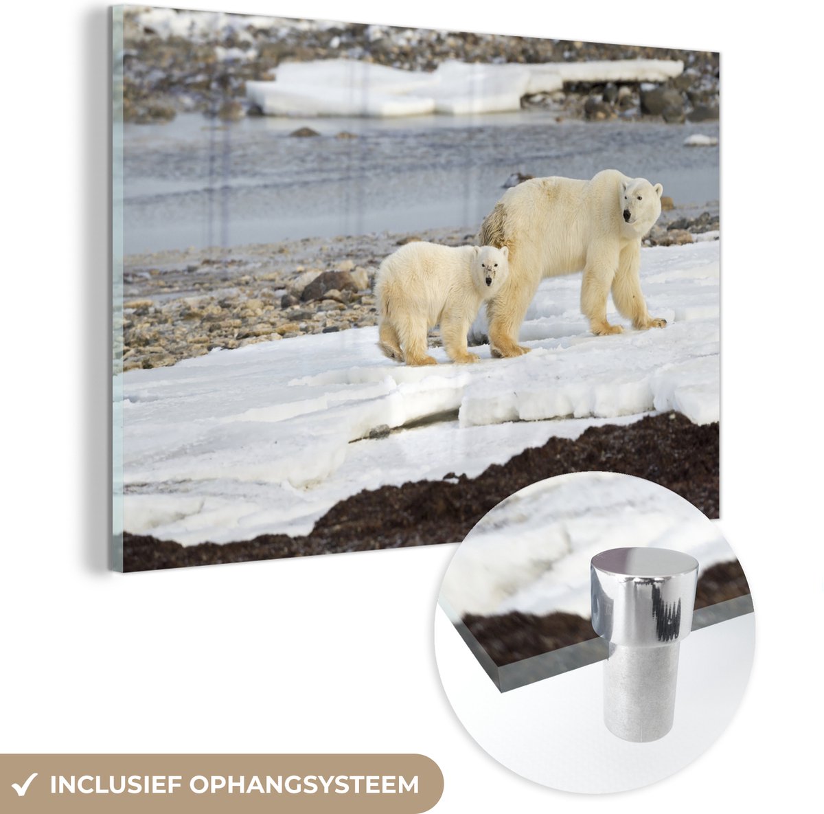 MuchoWow® Glasschilderij 90x60 cm - Schilderij acrylglas - IJsbeer - Baby - Welp - Foto op glas - Schilderijen