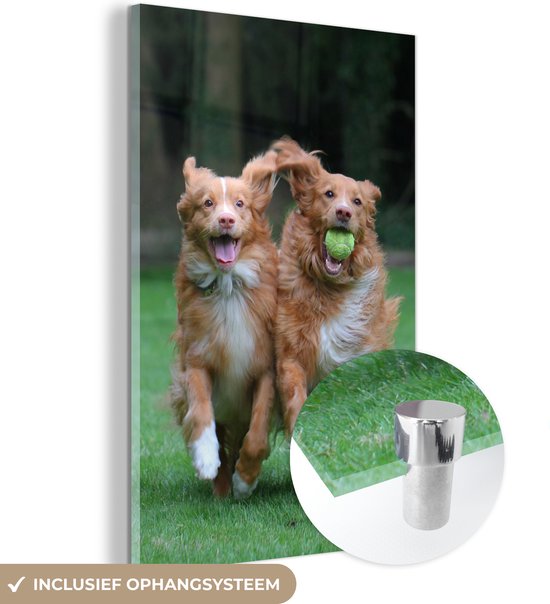 MuchoWow® Glasschilderij 20x30 cm - Schilderij acrylglas - Twee honden spelen met bal - Foto op glas - Schilderijen