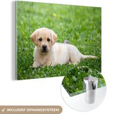 MuchoWow® Glasschilderij 120x80 cm - Schilderij acrylglas - Labrador Puppy in gras - Foto op glas - Schilderijen