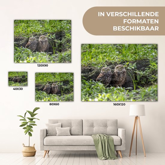 MuchoWow® Peinture sur verre 80x60 cm - Peinture sur verre acrylique - Deux chevêches des terriers devant leur tanière - Photo sur verre - Peintures