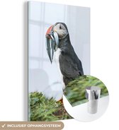 MuchoWow® Glasschilderij 20x30 cm - Schilderij acrylglas - Schotse papegaaiduiker - Foto op glas - Schilderijen