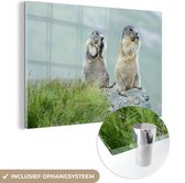MuchoWow® Glasschilderij - Twee etende marmotten - 90x60 cm - Acrylglas Schilderijen - Foto op Glas