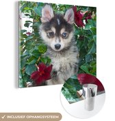 MuchoWow® Glasschilderij 90x90 cm - Schilderij acrylglas - Pomsky tussen de bloemen - Foto op glas - Schilderijen