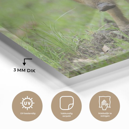 MuchoWow® Peinture sur verre - Sanglier dans l'herbe - 60x40 cm - Peintures sur verre acrylique - Photo sur Glas