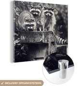Peinture sur Verre - Ratons Laveurs sur Mur - 50x50 cm - Peintures sur Verre Peintures - Photo sur Glas