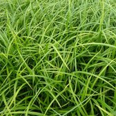 6x Boszegge - Carex sylvatica - Pot 9x9cm