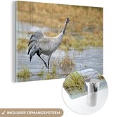 MuchoWow® Glasschilderij 150x100 cm - Schilderij acrylglas - Europese kraanvogel in ondiep water - Foto op glas - Schilderijen