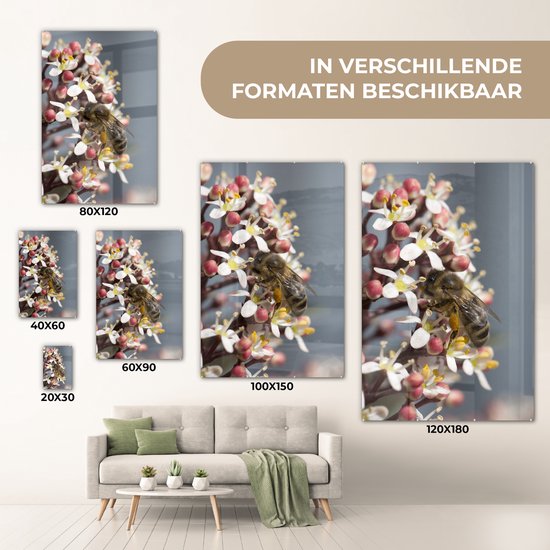 ® Glasschilderij 20x30 cm - Schilderij acrylglas - Honingbij op de skimmia bloem - Foto op glas - Muurdecoratie woonkamer - Wanddecoratie slaapkamer - Schilderijen