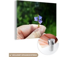 ® Glasschilderij 80×60 cm – Schilderij acrylglas – Vergeet-mij-nietje in de hand van een vrouw – Foto op glas – Muurdecoratie woonkamer – Wanddecoratie slaapkamer – Schilderijen ® Glasschilderij 80×60 cm – Schilderij acrylglas – Vergeet-mij-nietje in de hand van een vrouw – Foto op glas – Muurdecoratie woonkamer – Wanddecoratie slaapkamer – Schilderijen