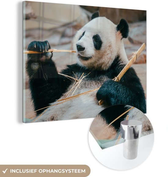 Glasschilderij - Panda - Beren - Bamboe - Plexiglas Schilderijen