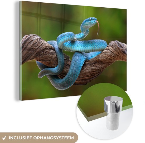 MuchoWow® Glasschilderij 180x120 cm - Schilderij acrylglas - Felblauwe slang in boom - Foto op glas - Schilderijen