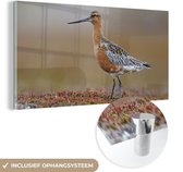 MuchoWow® Glasschilderij 40x20 cm - Schilderij acrylglas - Rosse grutto op een bloeiende ondergrond - Foto op glas - Schilderijen
