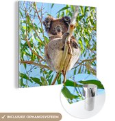 MuchoWow® Glasschilderij 50x50 cm - Schilderij acrylglas - Koala - Bladeren - Lucht - Kinderen - Jongens - Meiden - Foto op glas - Schilderijen