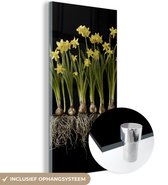MuchoWow® Glasschilderij 20x40 cm - Schilderij acrylglas - Meerder narcissen met bollen op een zwarte achtergrond - Foto op glas - Schilderijen