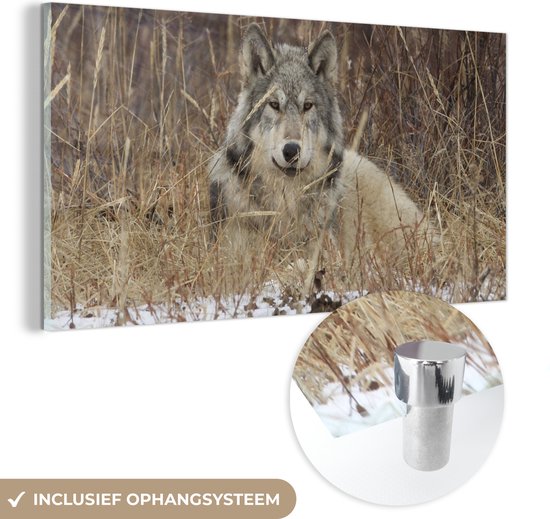 Peinture sur Verre - Loup dans la Toundra - 120x60 cm - Peintures sur Verre Peintures - Photo sur Glas