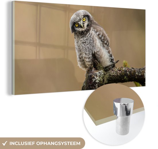 Peinture sur Verre - Jeune - Hibou moineau - Branche - 160x80 cm - Peintures sur Verre Peintures - Photo sur Glas