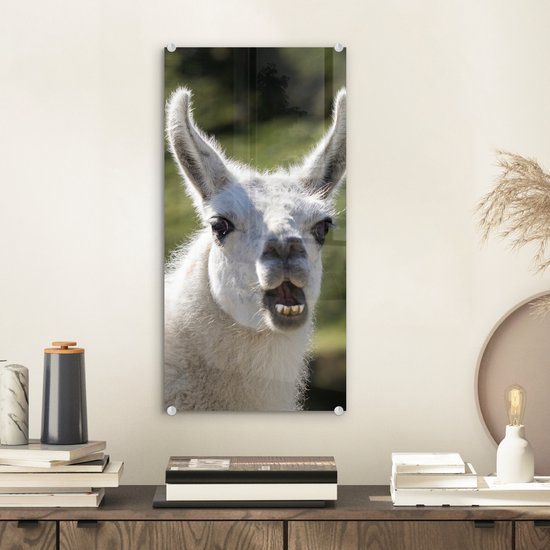 MuchoWow® Peinture sur verre 20x40 cm - Peinture sur verre acrylique - Lama - Drôle - Enfants - Garçons - Filles - Kids - Photo sur verre - Peintures