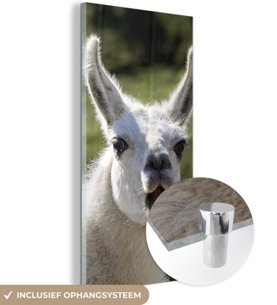 MuchoWow® Peinture sur verre 20x40 cm - Peinture sur verre acrylique - Lama - Drôle - Enfants - Garçons - Filles - Kids - Photo sur verre - Peintures